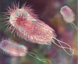e-coli_2.jpg